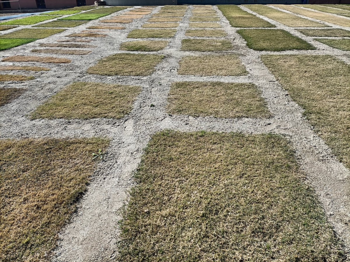 Estamos en fase de emergencia por sequía en #Catalunya.
En <a href="/SemillasFitoTG/">Fitó Turfgrass</a> estamos comprometidos con la #sostenibilidad por lo cual apostamos por especies #C4.
#BermudaIbiza
#BermudaGobi
#BermudaTahoma31
#HierbaBrasileñaBrasilPro
#HierbaDurbanLM
#PaspalumvaginatumPureDynasty