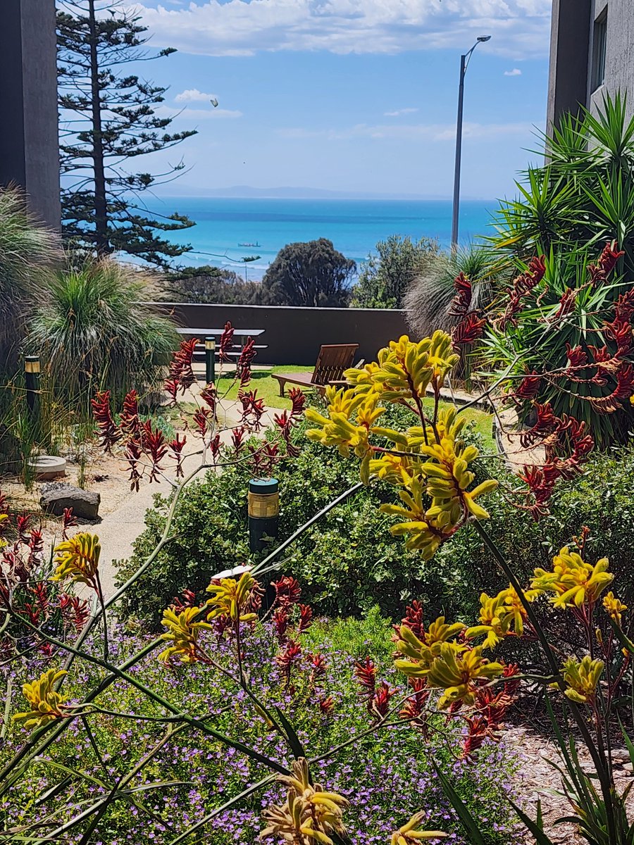 Vanda G-Lovejoy (@non_coding_gal) on Twitter photo Last day in Lorne today 🥲What a wonderful conference <a href="/GenomeConf/">LorneGenomeConferenc</a> was. Great weather, fascinating talks and wonderful people 🥰. Last day in Lorne today 🥲What a wonderful conference <a href="/GenomeConf/">LorneGenomeConferenc</a> was. Great weather, fascinating talks and wonderful people 🥰.