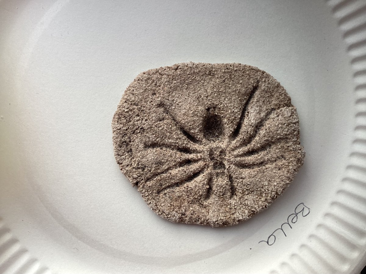 PrimaryDell's tweet photo. Lower Key Stage 2 have been learning about the process of fossilisation. As part of their topic they recreated some fossils in class #learningatdell https://t.co/m1nSxTvjeb