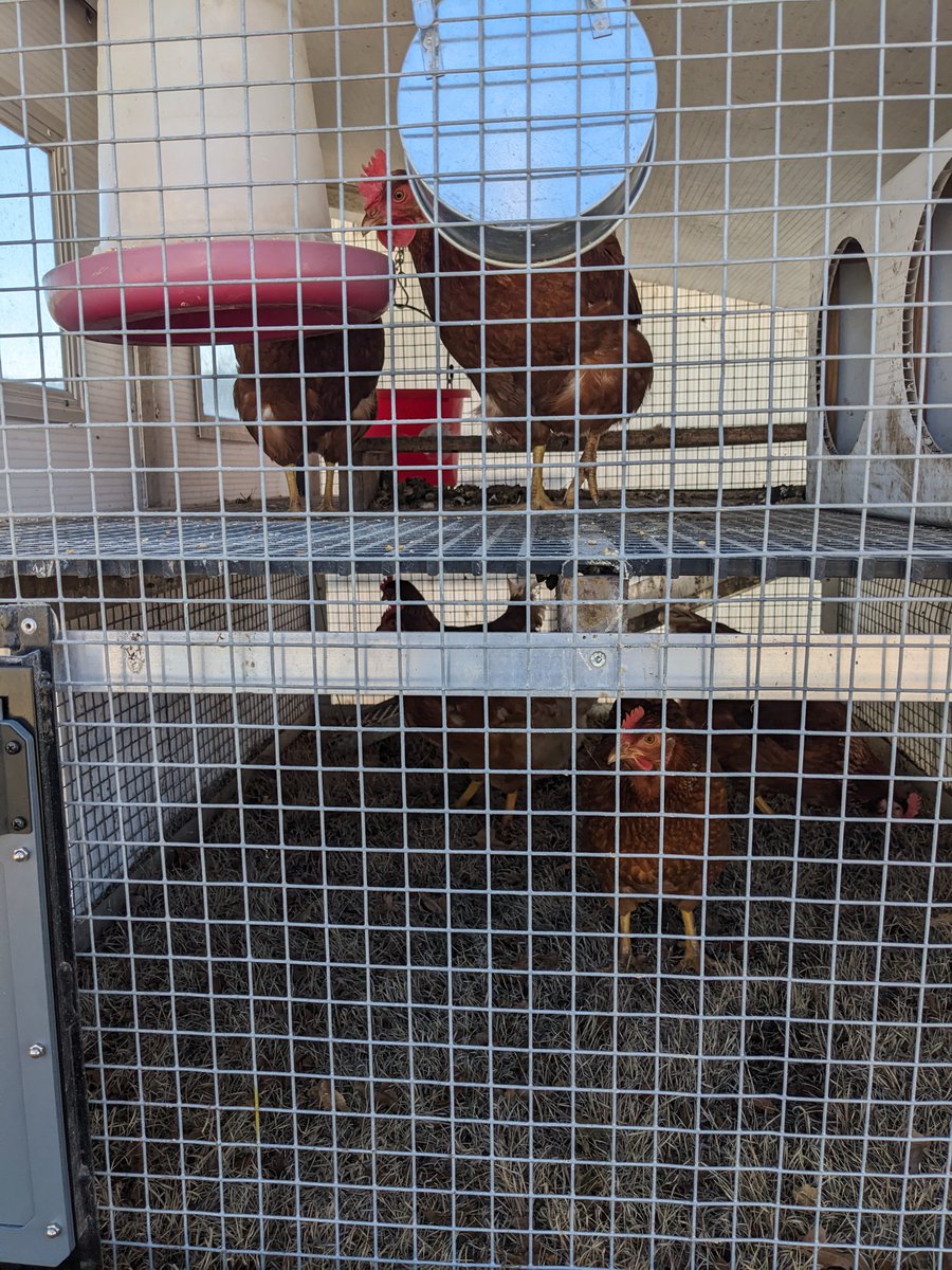 EggCartn's tweet photo. With Egg Cart'n chicken tractors, your hens have free access to the grass and a comfortable place to roost up top. https://t.co/ggBpvTswgM https://t.co/Gblxks1MTx