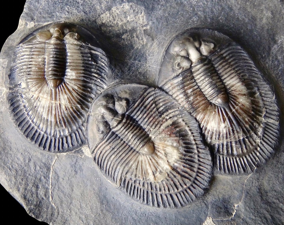 It's #TrilobiteTuesday! This trio of fossilized Thysanopeltis are from Jorf, Morocco—one of the world’s best-known Devonian sites. Not only are Jorf trilobites relatively common, but examples like this one are often preserved with an eye-catching, glass-like appearance.