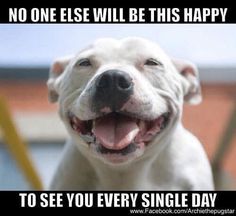 WelcomeDogPack's tweet photo. Love seeing their smiling faces! Let's see those smiles! #dogs #dogsarefamily #welcometothedogpack https://t.co/yCNvGDYRxV