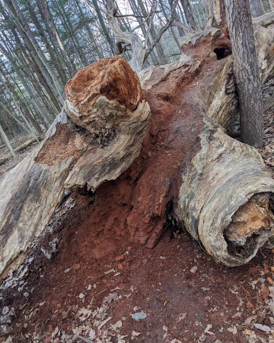 Big tree Tuesday. Share your trees.
#trees #nature #adventure