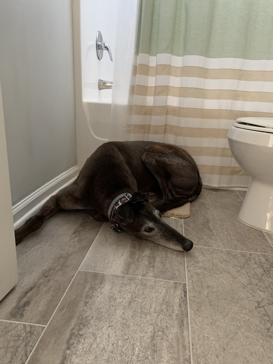 Zoey hiding out from the wind storm 🥲