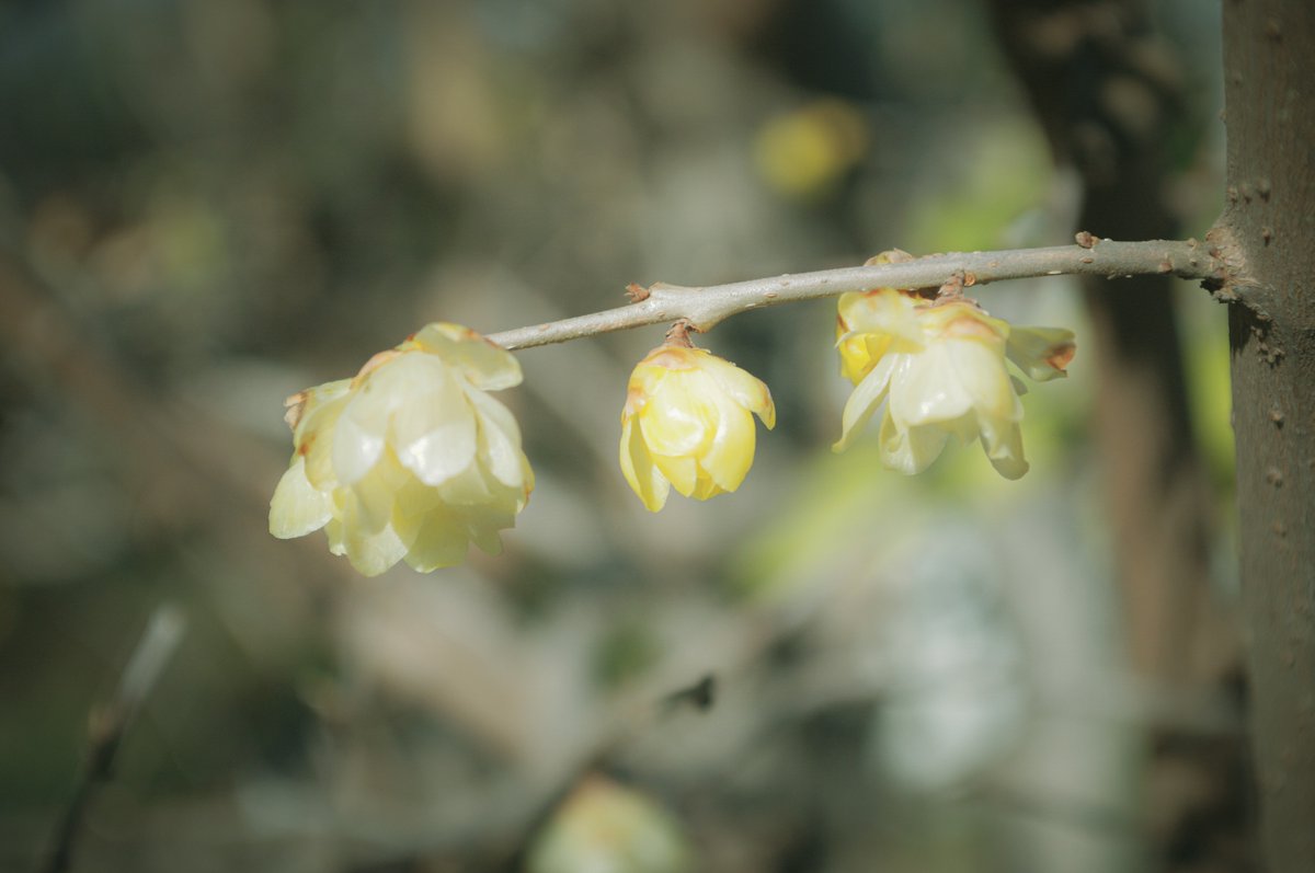 幸せの黄色は甘い香り #キリトリセカイ #ファインダー越しのわたしの世界 #PENTAX