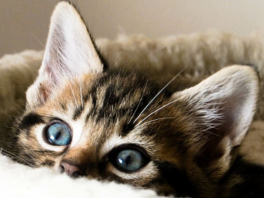 GW3NP00LE's tweet photo. I hate to break it to you. Your ears are pointed. Like cat. Not round. Like wolverine. https://t.co/lKkzFm5Q1o
