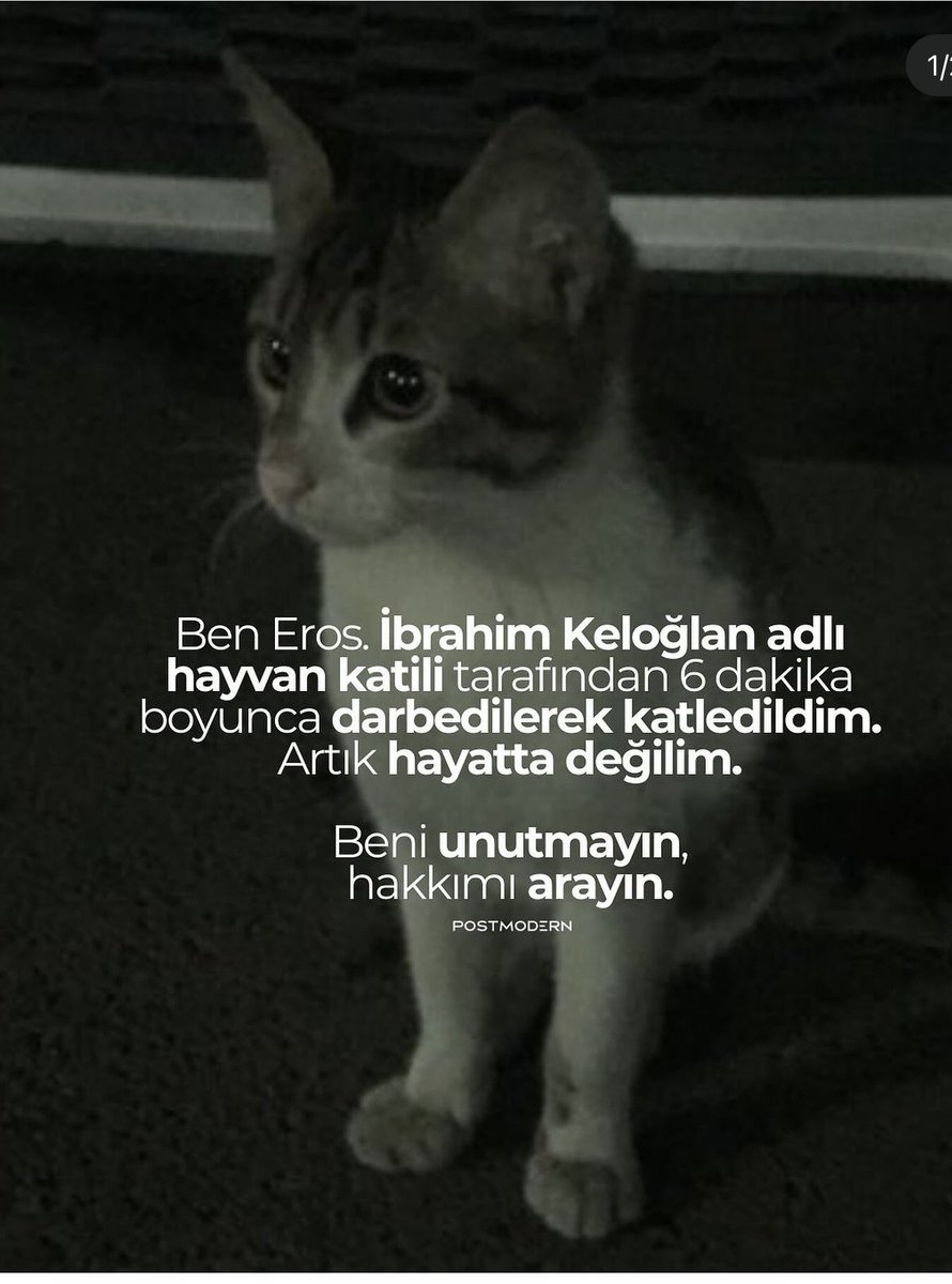 ozoyonca's tweet photo. Ah eros dün sokaktaki olsun evdeki olsun bütün kedilerimi daha çok sarıp sarmaladım sırf senin için 😢#ibrahimkeloğlantutuklansın https://t.co/zpuKFyFRwH