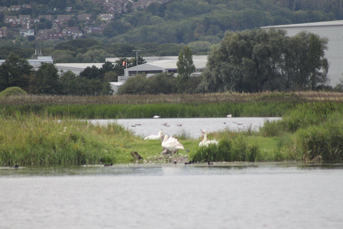 #photography #35mm #nature #riverbank #birds #swans #ducks #coots #walking #water #autumnlastyear #september2023 #unitedkingdom
