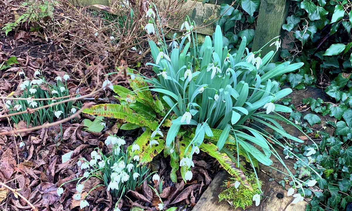 🤍 Snowdrops are often heralded as the first sign of spring, and no garden should be without them 🤍