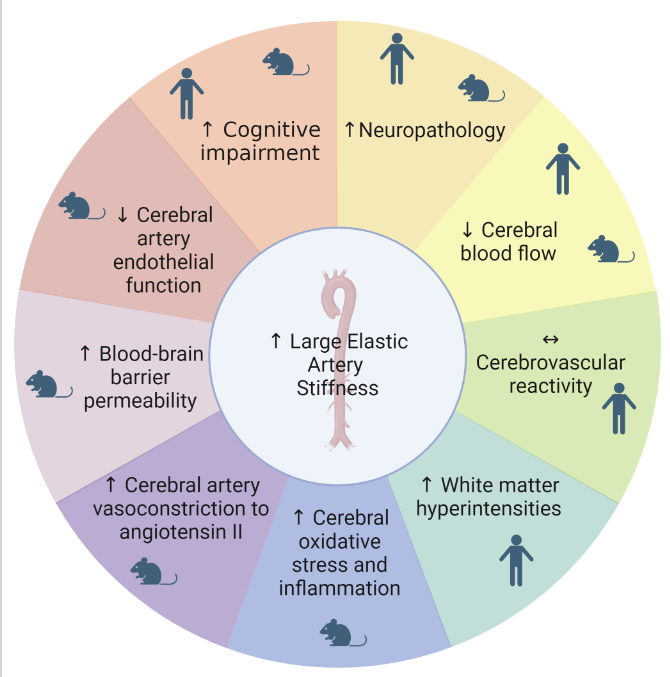 AJP-Heart and Circ tweet media