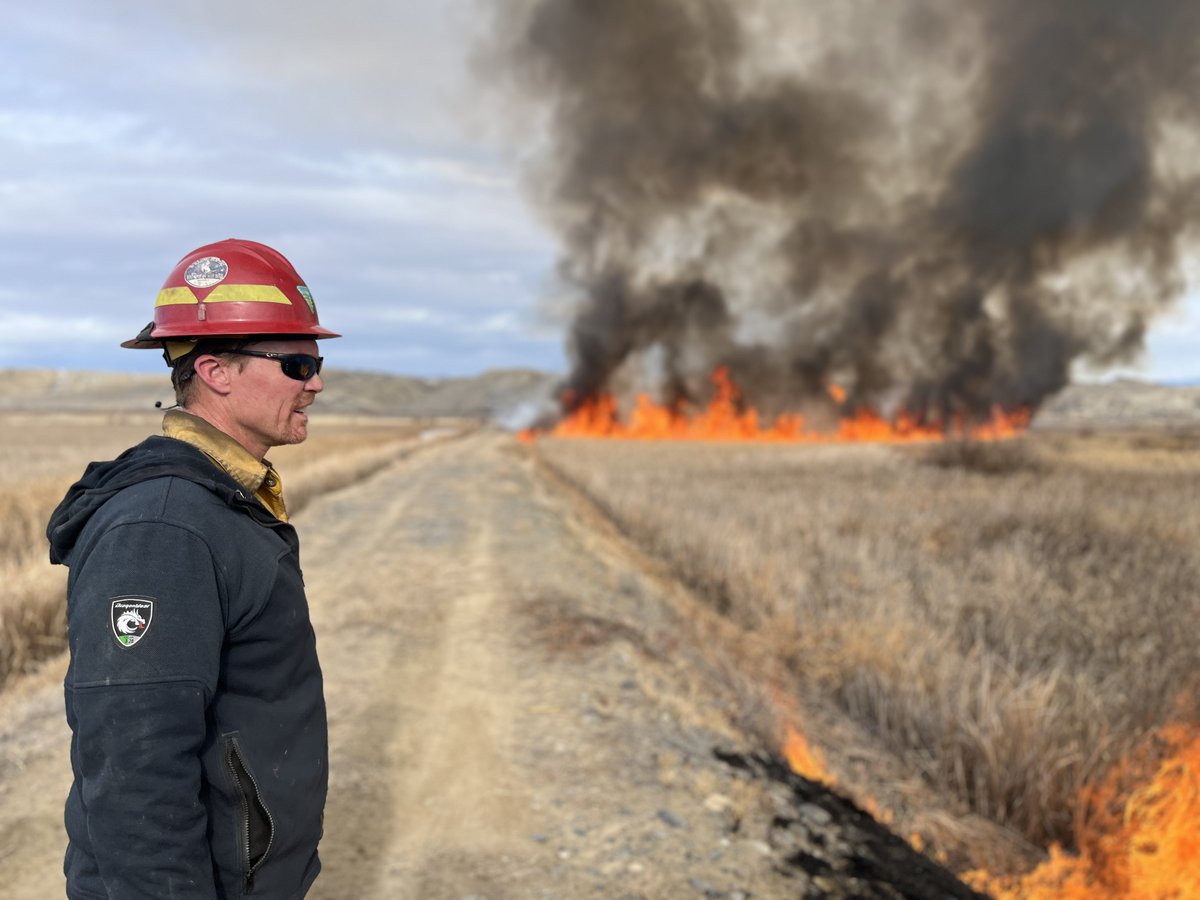 Today, we're burning cattails at the Yellowtail Wildlife Habitat Management Area east of Lovell to improve migratory bird habitat🦆 in partnership with @WGFD and @BighornCanyNPS. We're targeting ~80 acres of cattails around pond 6, N of the Shoshone River. @BLMFire 📸: Tim Haas