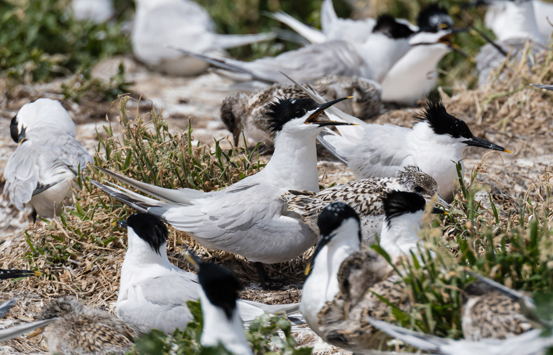 CALL FOR PAPERS for a special issue of Bird Study, documenting and exploring the impacts of the recent outbreaks of Highly Pathogenic Avian Influenza on wild bird populations. Submission Deadline: 30 April 2024 #ornithology #raptors #seabirds👉 bit.ly/avian-influenz…