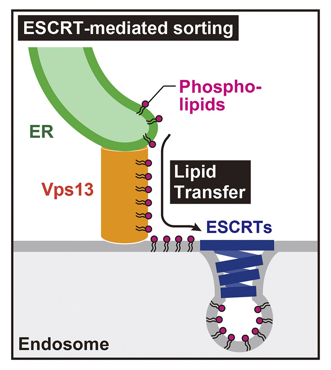 A role for Vps13-mediated #lipid transfer at the ER–endosome contact site in ESCRT-mediated sorting. A new study from Sho Suzuki (@ShoSuzuki20), Scott Emr @CornellMBG and colleagues: hubs.la/Q02kccWj0 #Trafficking #membrane #endosomes #ER_literature