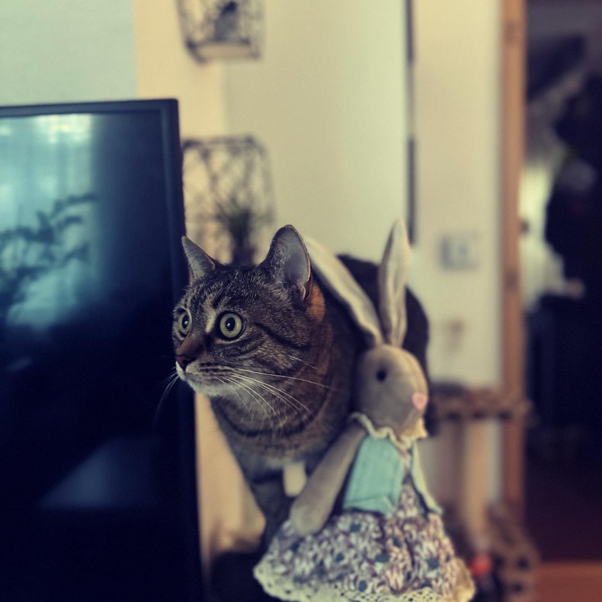 Medvidekpu's tweet image. Blíží se #velikonoce a tak tady máte zaječici a kočku #sisithecat