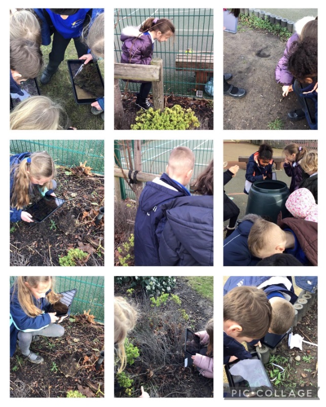 Owl class, Year 2, have been learning about microhabitats. They learnt that there are small habitats for insects & went outside to see if they could find any. They looked under rocks, in cracks on the wall & on the grass to see if we could find any insects & found lots of worms!