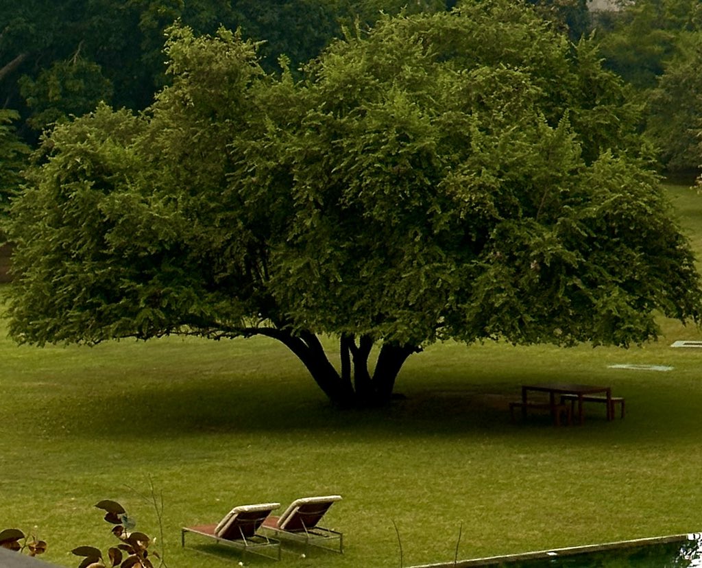 da_b_da's tweet photo. Serene 🌿🌴🌱 https://t.co/67ofl7LVom