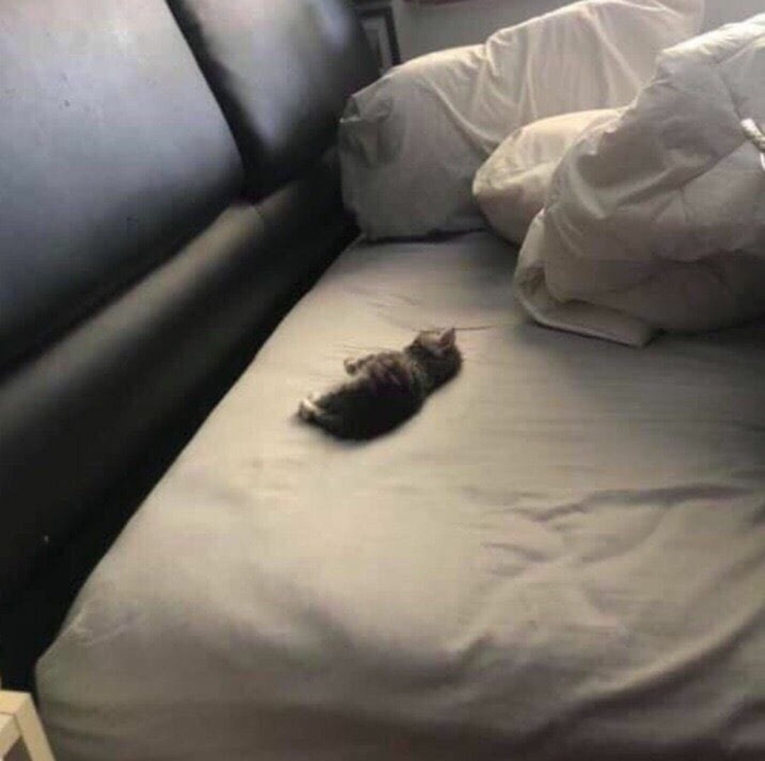 smol silly cat tweet media