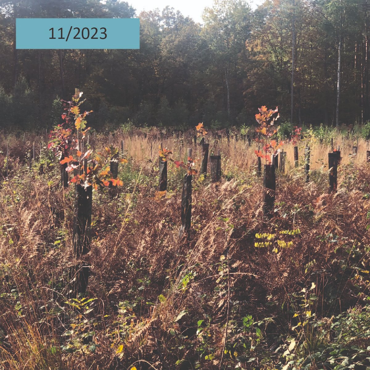 AssoDuramen's tweet photo. En 03/2022, Duramen a soutenu la plantation de plus de 2800 arbres à Sury aux Bois (45) pour transformer un peuplement sans avenir de 2,2 ha. Le propriétaire a souhaité créer une expérimentation pour tester l'adaptation de 12 essences au changement climatique. https://t.co/sqe5rJ3VOn