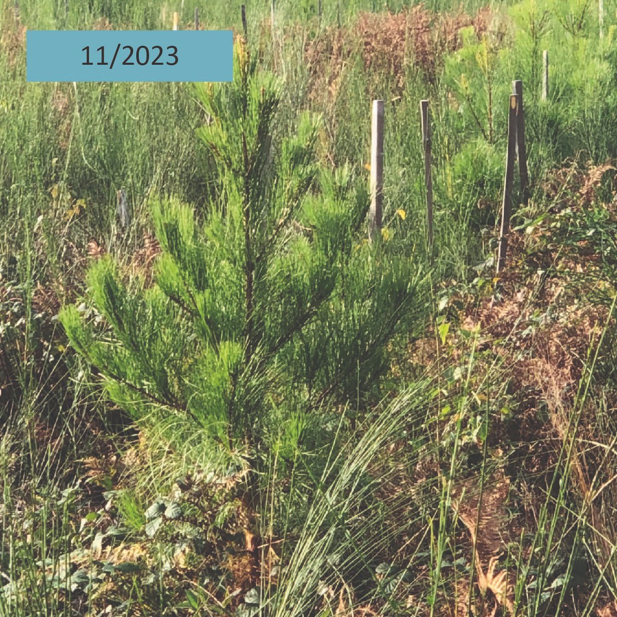 En 03/2022, Duramen a soutenu la plantation de plus de 2800 arbres à Sury aux Bois (45) pour transformer un peuplement sans avenir de 2,2 ha. Le propriétaire a souhaité créer une expérimentation pour tester l'adaptation de 12 essences au changement climatique.