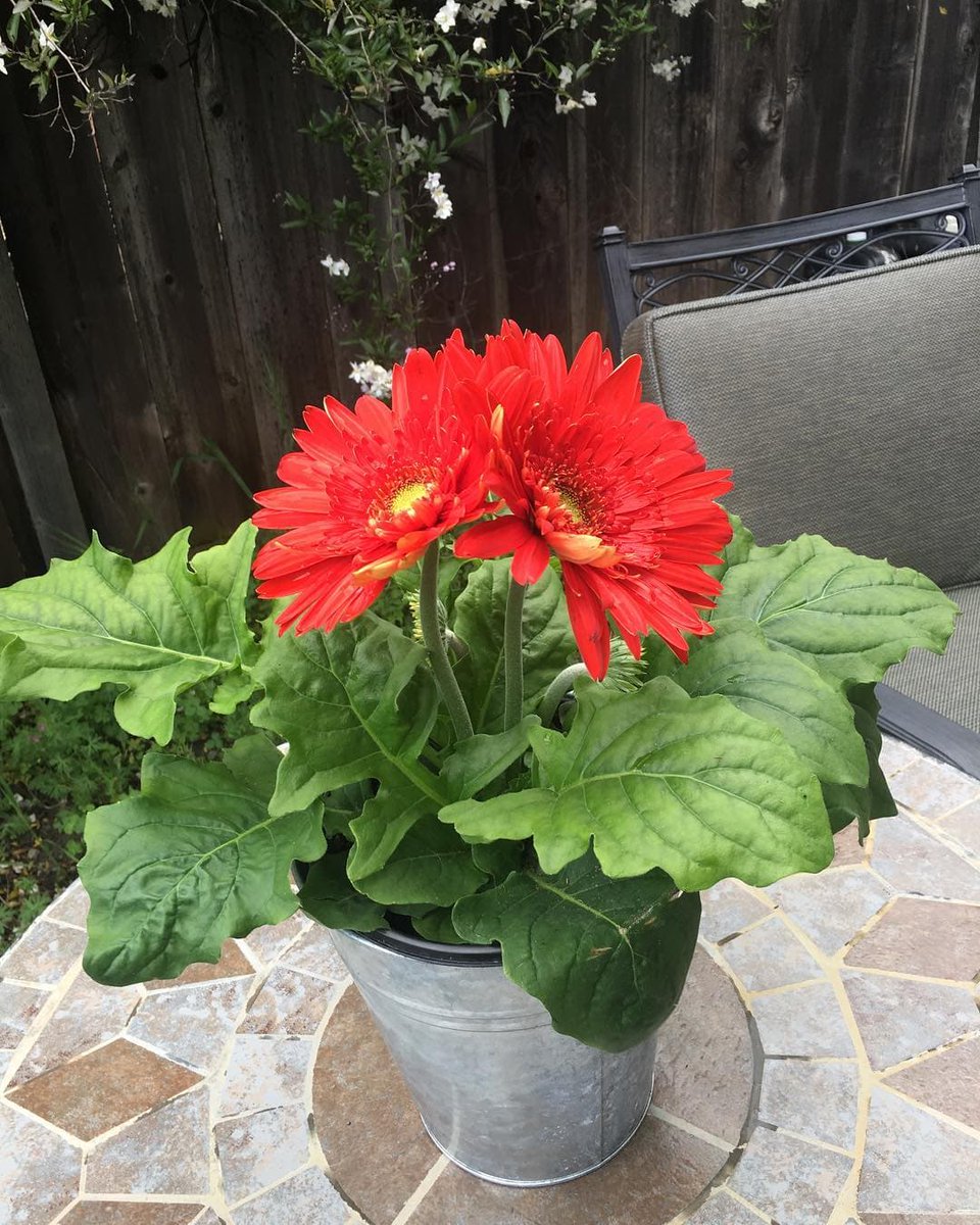 Betty Lee (@bettylee3788) on Twitter photo 