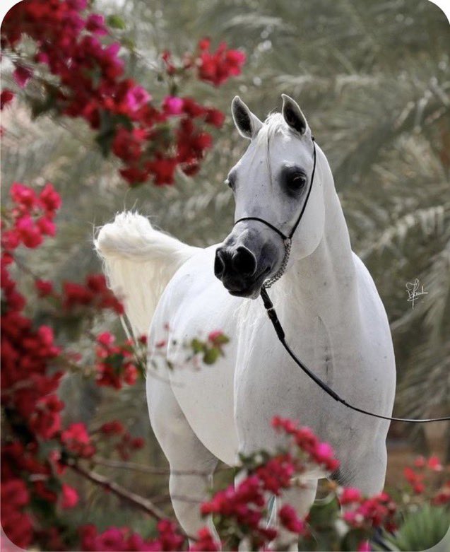 _

#مساء_الخير_والسعاده 
رغم المسافة وابتعادك عن الشوف
لاجا  المسا قلبي  بنبضه 
يشوفك 🤍

_