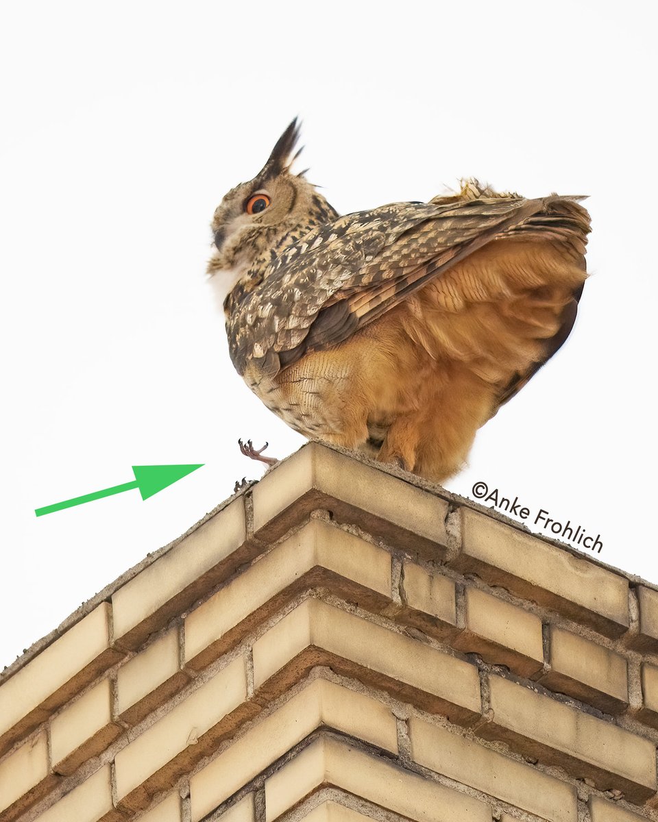 Anke Frohlich Photography tweet media