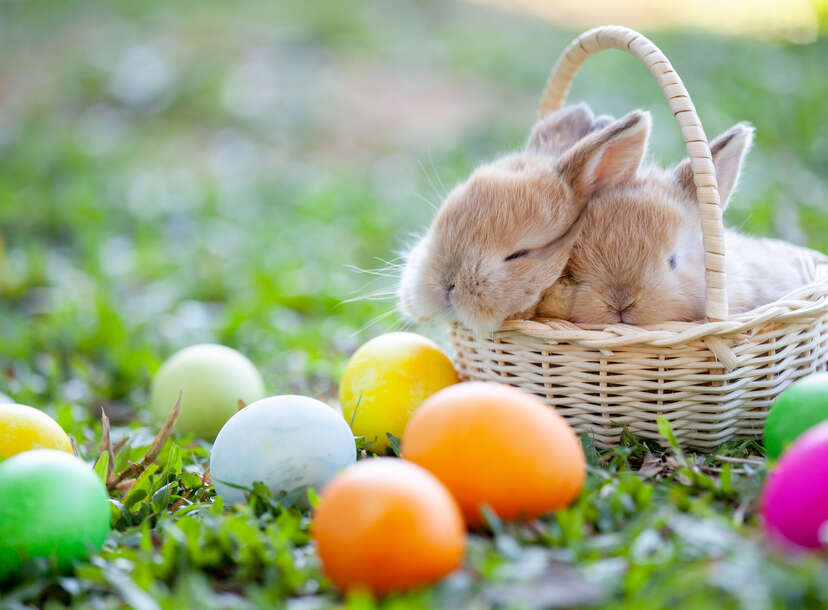 Charnwood Ward LPT (@lptcharnwood) on Twitter photo Charwood Ward are holding an Easter Tombola this year to raise funds for patient activities on the ward 💕
If you have anything you would like to donate please drop by the ward and speak to Abi 😊😊
<a href="/LPTnhs/">Leicestershire Partnership NHS Trust</a>
<a href="/CHSInpatientLPT/">CHS Inpatient Wards</a>
#Easter #chocolate #fundraising Charwood Ward are holding an Easter Tombola this year to raise funds for patient activities on the ward 💕
If you have anything you would like to donate please drop by the ward and speak to Abi 😊😊
<a href="/LPTnhs/">Leicestershire Partnership NHS Trust</a>
<a href="/CHSInpatientLPT/">CHS Inpatient Wards</a>
#Easter #chocolate #fundraising