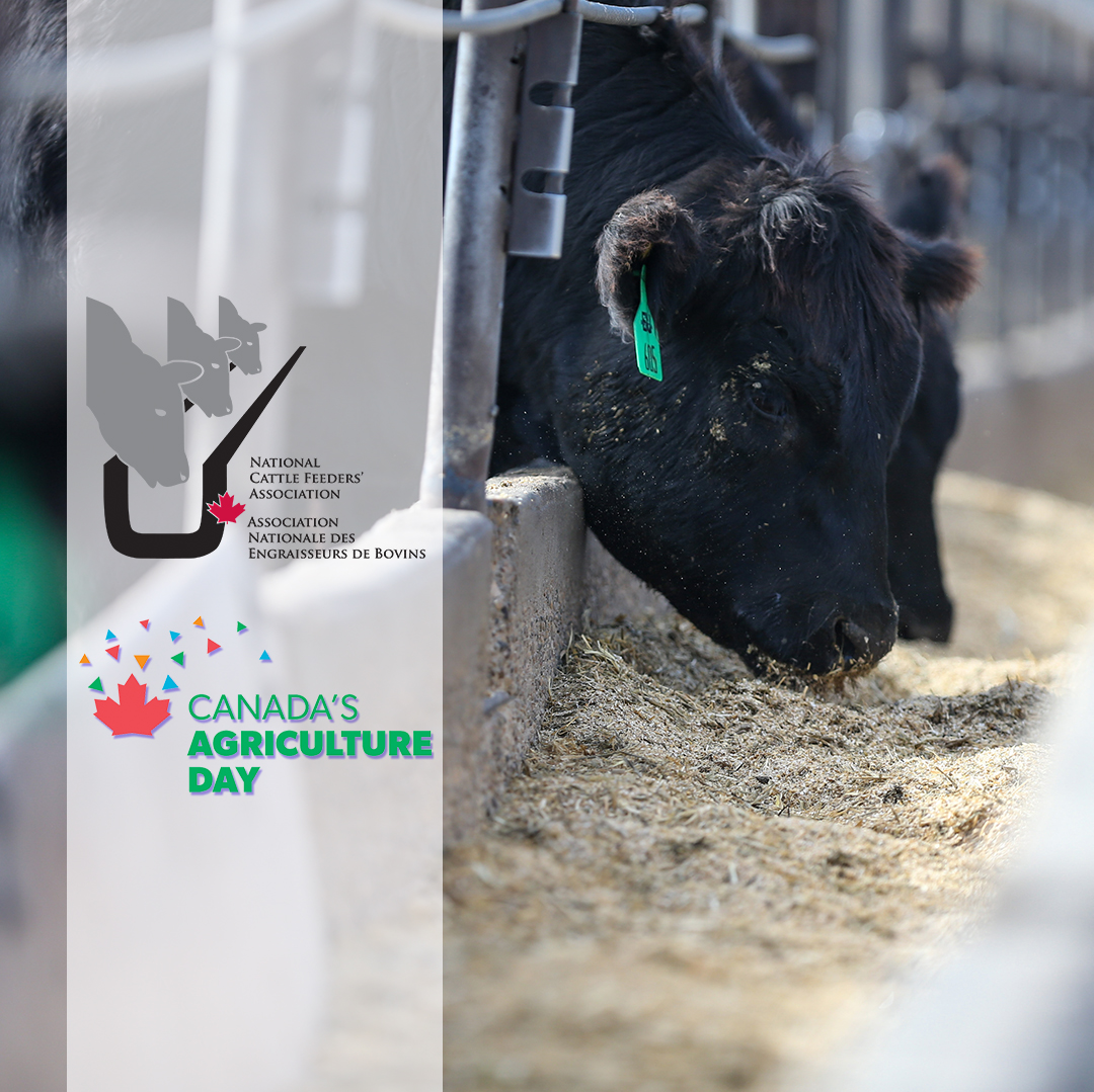Happy #CdnAgDay. Let's #RaiseAFork to our food producers across the country! #CattleFeeders