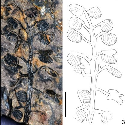 CGoisMarques's tweet photo. Shi et al. in press | A new Harrisiothecium #pollen organ from the Upper #Triassic of South Central #China | Review of Palaeobotany &amp; Palynology: https://t.co/0kdWDEZcrL
#Palaeobotany #Paleobotany https://t.co/6MVV3zsomb