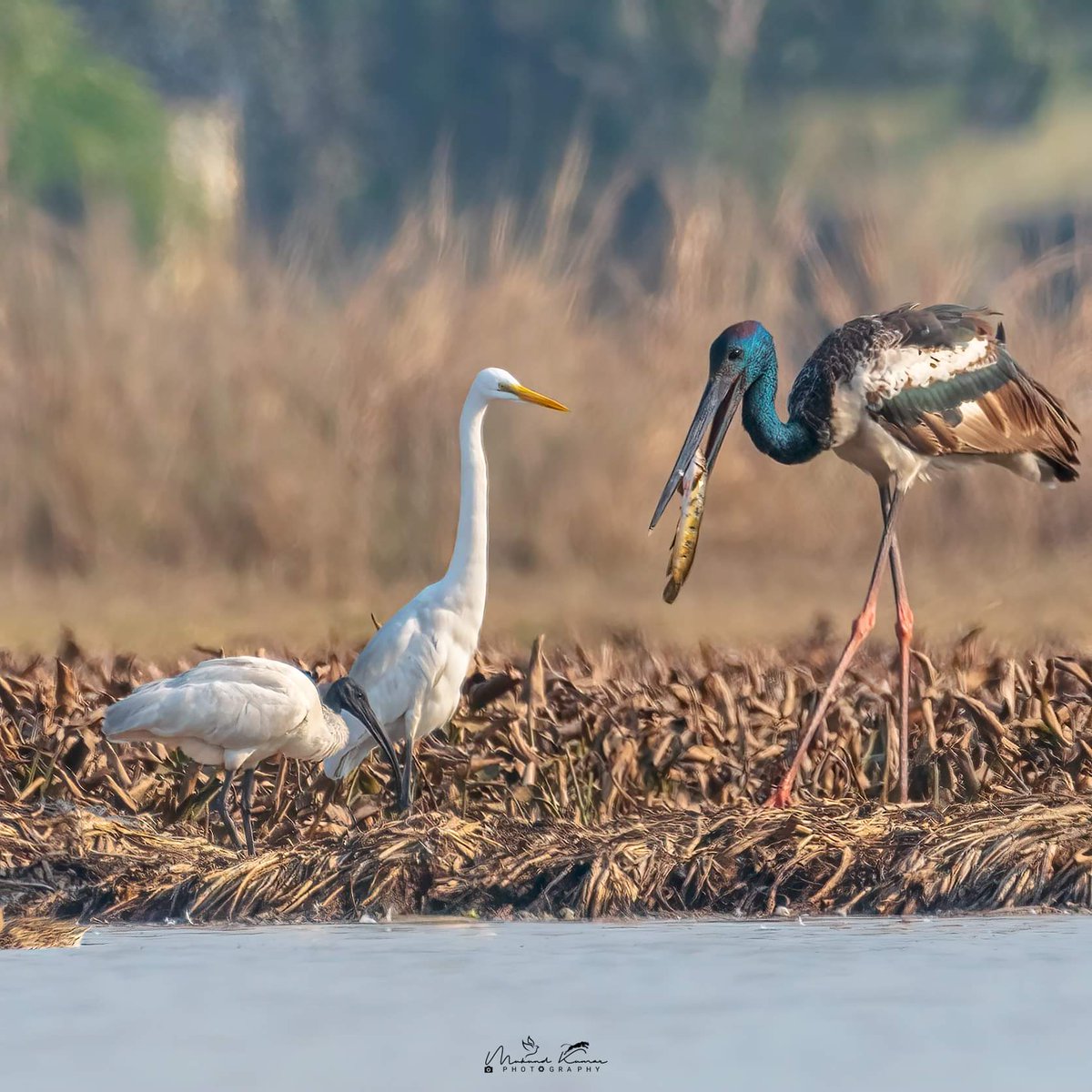 Who do you think caught the fish? The Black-necked Stork, Egret, or Black-headed Ibis? (Dhanauri - Feb 2024) #birdwatching #naturelovers #wildlifephotography #India #TwitterNatureCommunity #IndiAves