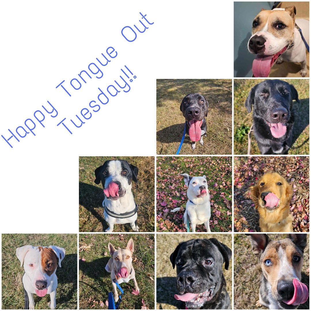 I enlisted some of the doggos that Mom walks at the shelter to wish everyone an amazing Tongue Out Tuesday!! #ToT