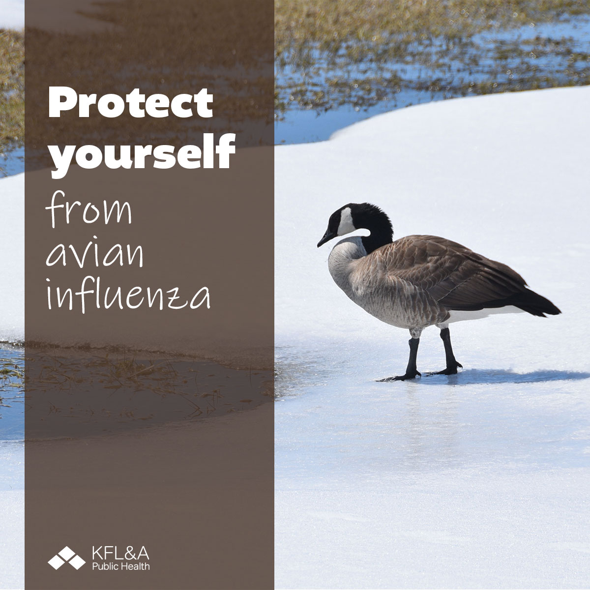 #DYK the risk of humans catching bird flu is low? Reduce your risk even more by not touching wild birds. Learn more at kflaph.ca/BirdFlu