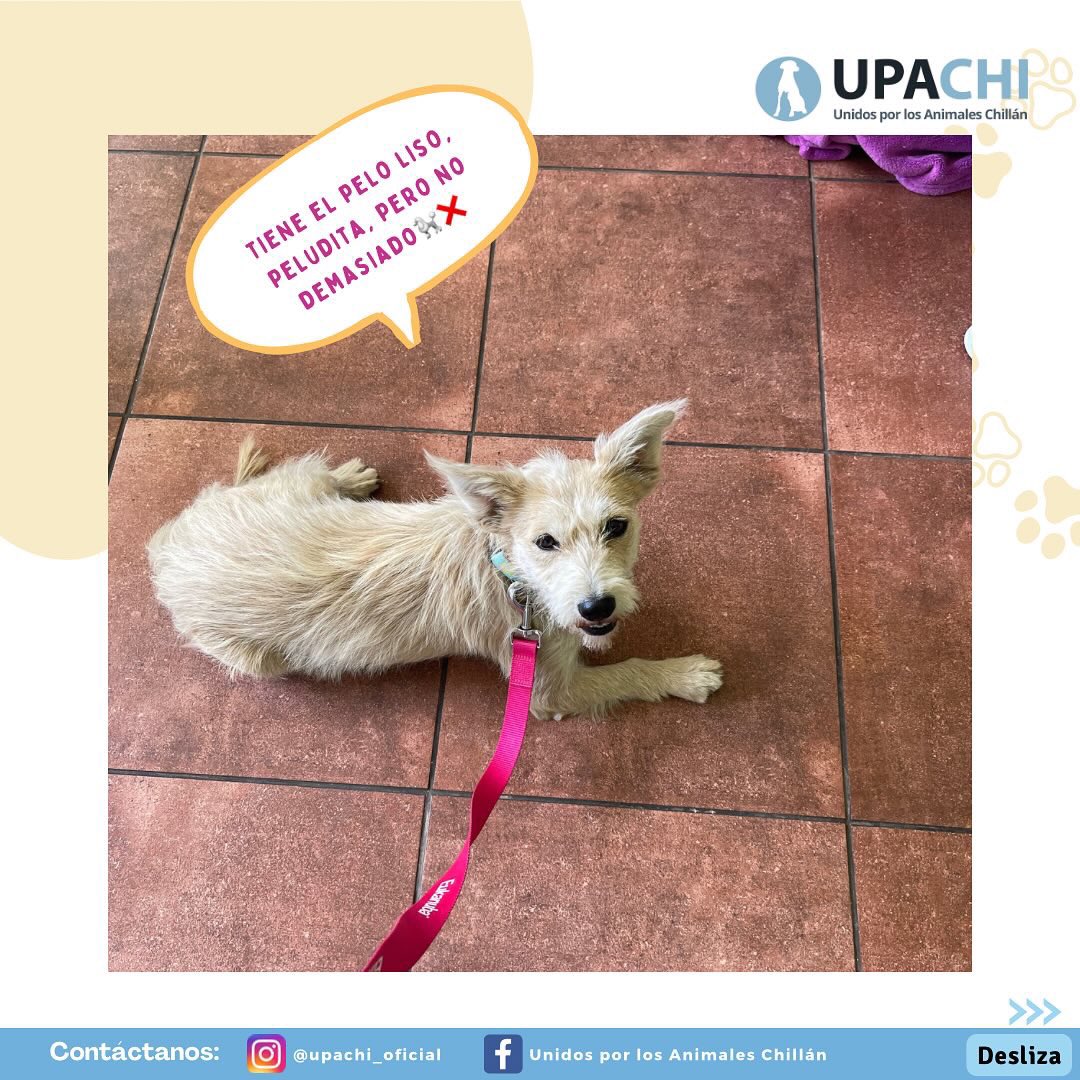 Sabemos que ahora el foco está en los animalitos quemados por los #IncendiosForestales pero otros también esperan ser adoptados. Les presento an Alaska. ¿Me ayudan a difundir por favor? Contacto upachi_oficial en Instagram 🥰 #AdoptaNoCompres #Chillán #Ñuble #Chile