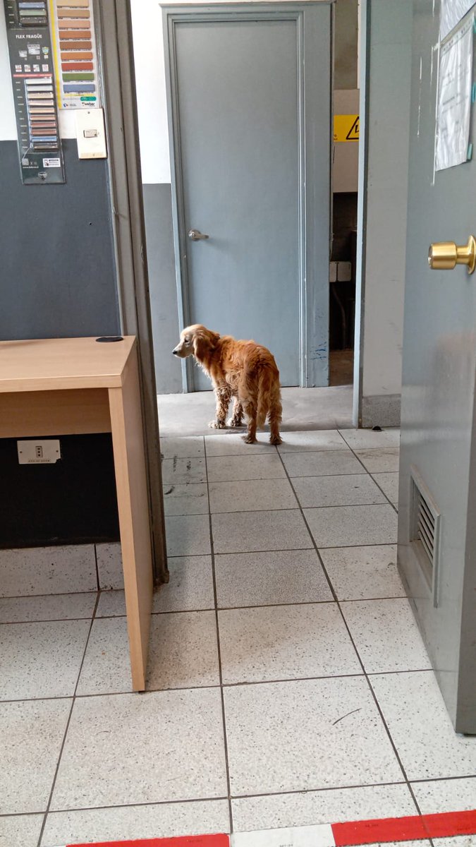 camilacirco's tweet photo. Mi papá trabaja en Imperial Viña, me acaba de avisar que llegó esta perrita, tiene las patitas quemadas y está llena de cenizas. Sé que hay un drive o algo donde se puede subir. Me ayudan? https://t.co/ss415E6dzX