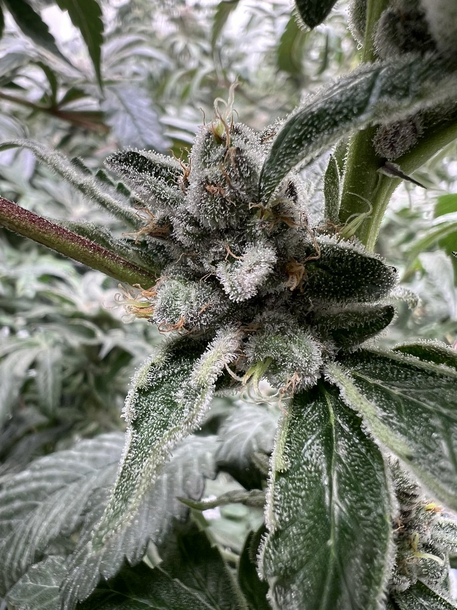 SpliffyG's tweet photo. Even the little popcorn buds are frosty. ๐
#cch20 #growgreenplanet #hydroponics #growyourown https://t.co/sXVAtIba14