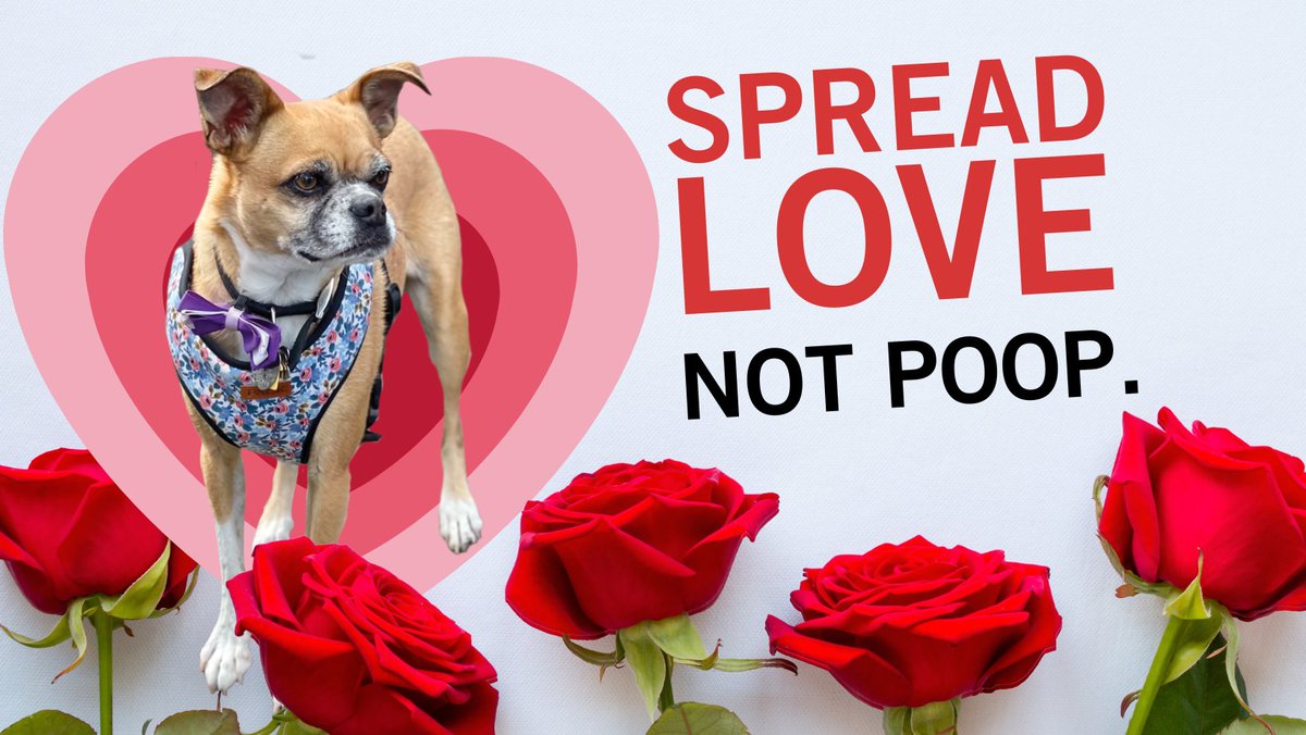 WhatcomCoPWA's tweet image. Love is a clean yard. Thanks for scooping the poop.
#ScoopItBagItTrashIt
#SpreadLoveNotPoop