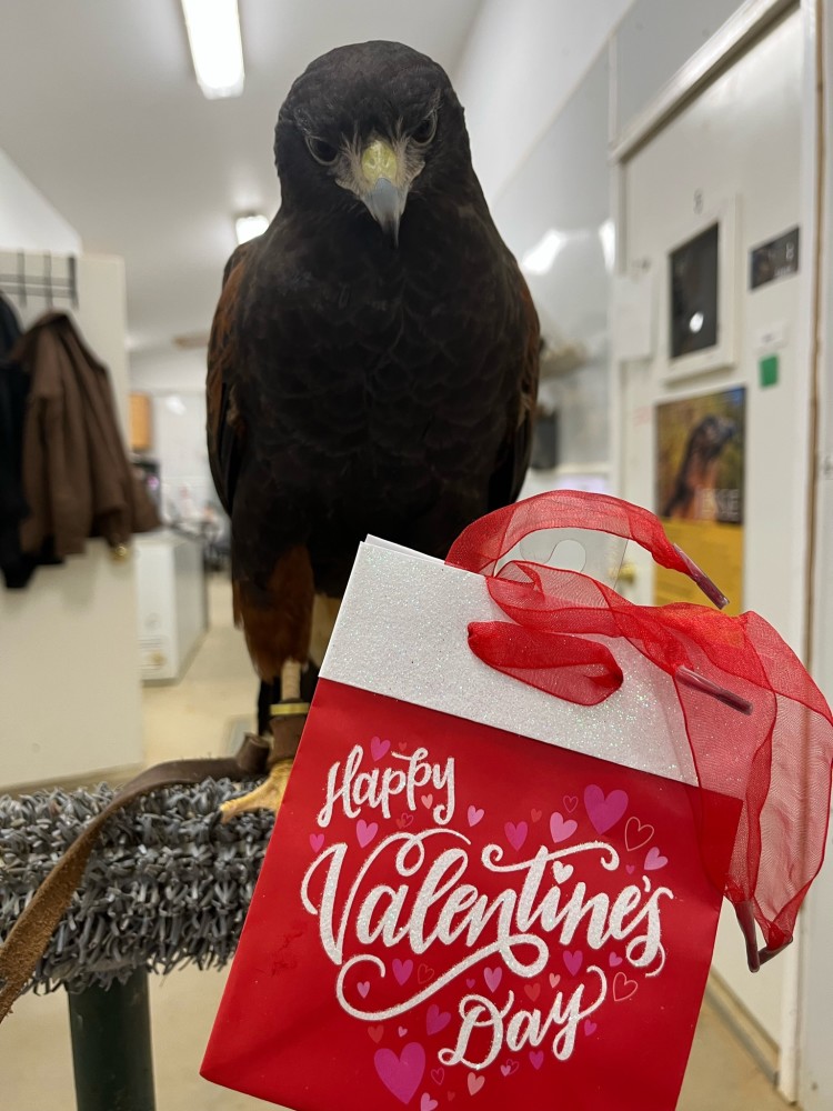 If you are looking for a Valentine this year, we would LOVE to be your Talon-tine!! Please visit our Amazon Wishlist amazon.com/regist.../gl/g… for a curated list of things we currently need for our birds, our facility, and our programs.