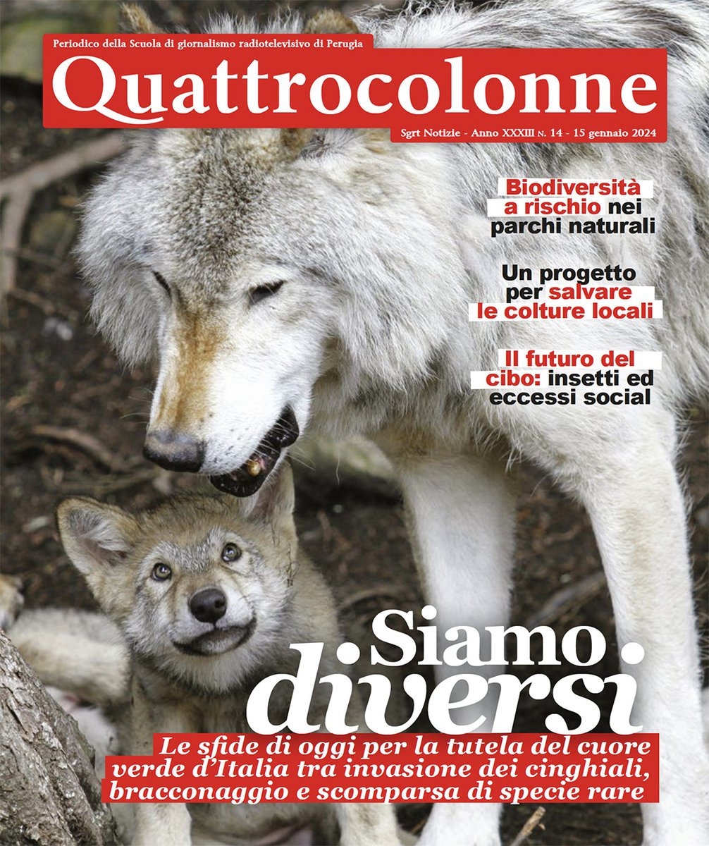 BREAKING!📰
Fuori Quattro Colonne#14
Periodico della Scuola di Giornalismo Radiotelevisivo di Perugia.
.
Se volete sfogliare il numero online potete farlo qui👇🏻
quattrocolonne-news.it/periodico/nume…
.
.
#quattrocolonne #magazine #NEWSBRAND #periodico #scuoladigiornalismo #SGRT #perugia #natura