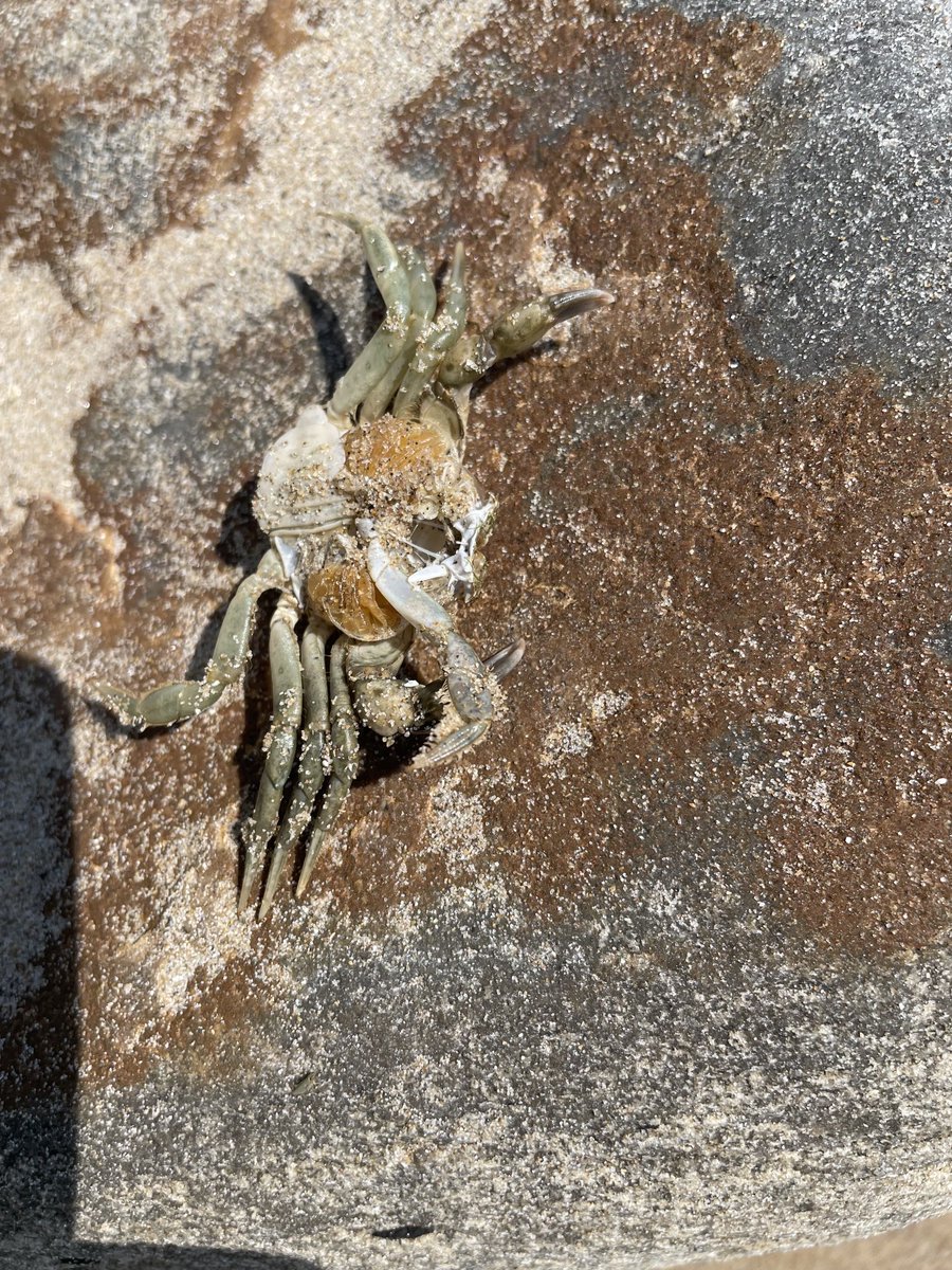 Found a dead crab #june2023