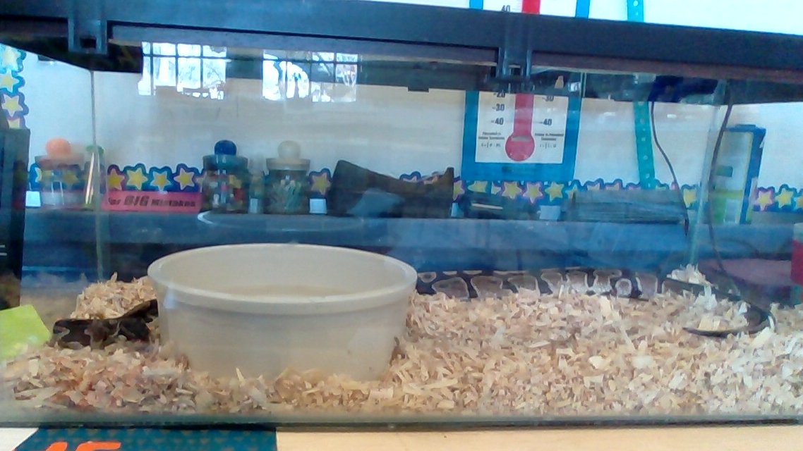We have an extraordinary guest visiting this week! Sammy is a 28-year-old Ball Python, and he's helping students learn about animal needs, food chains, and adaptations!