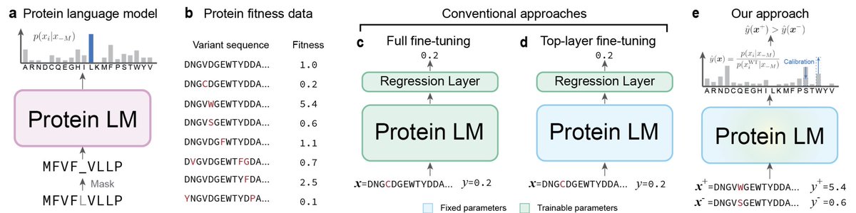 anthonygitter's tweet image. &quot;Contrastive Fitness Learning: Reprogramming Protein Language Models for Low-N Learning of Protein Fitness Landscape&quot; by @luoyunan and team. doi.org/10.1101/2024.0… 1/
