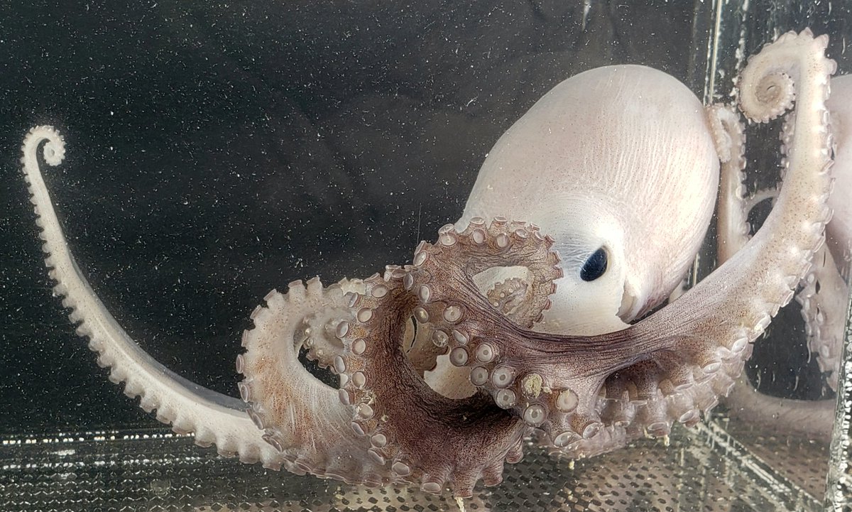 Happy V-day... V for Vulcanoctopus! This one loves you with all 3 hearts 💙💙💙 @oceancensus @niwa_nz @tepapa