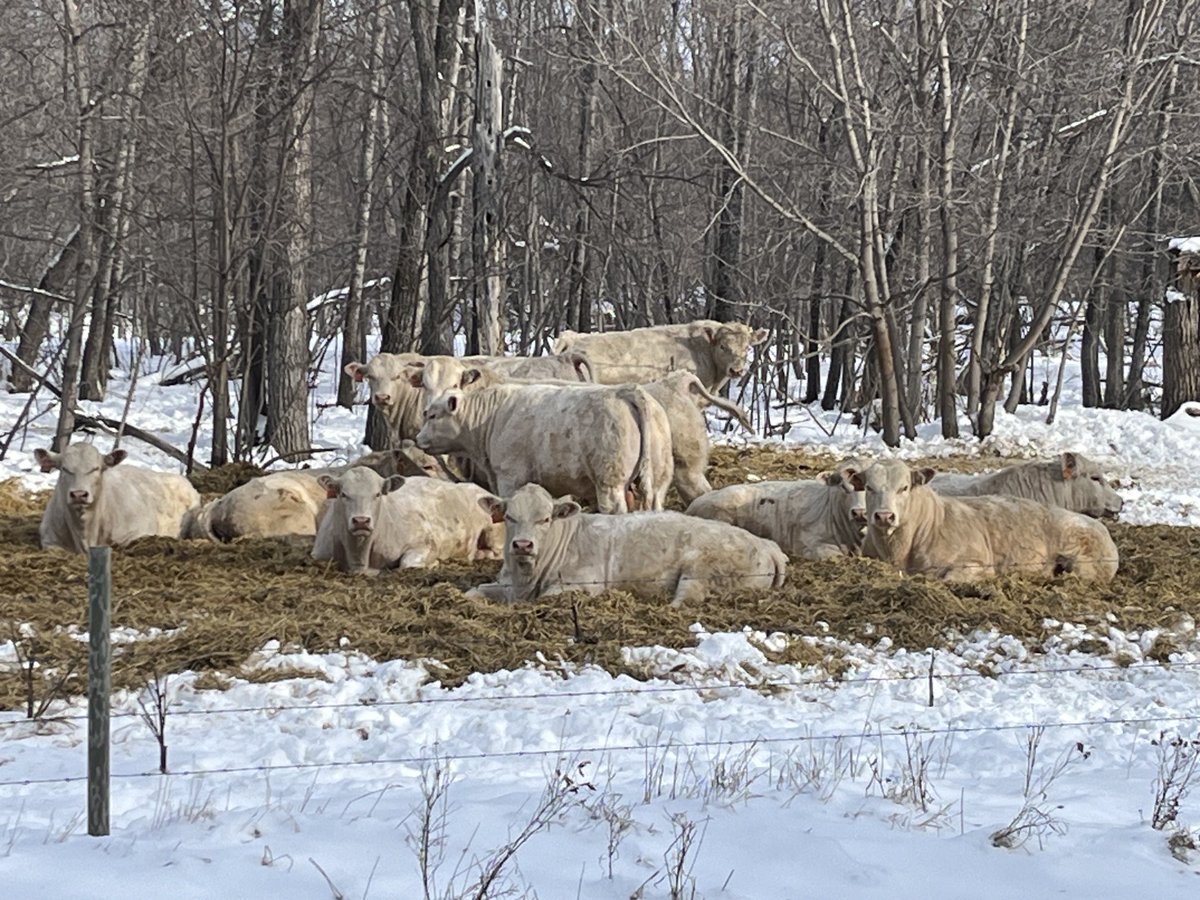 #Charolais sale bulls relaxing in the sun.   These boys are for sale this Saturday Feb 17 ⁦<a href="/srauction/">Ste. Rose Auction Mart</a>⁩ and online ⁦<a href="/DirectLivestock/">DLMS</a>⁩ Ranch raised two year old bulls, developed with the commercial cattleman in mind.  Please reach out for more information.