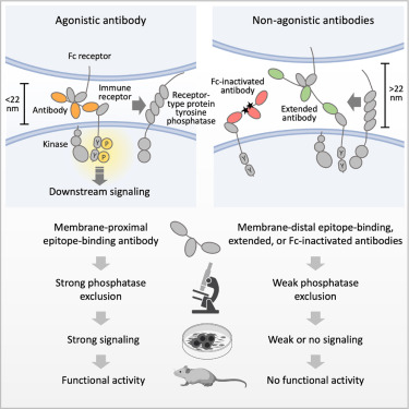 LabWaggoner's tweet photo. Antibody agonists trigger receptor signaling by locally excluding receptor-type protein tyrosine phosphatases from sites of antibody-receptor engagement @ImmunityCP @lippert_lab
https://t.co/NaXBtwtN4Z https://t.co/yFYcjoNozn