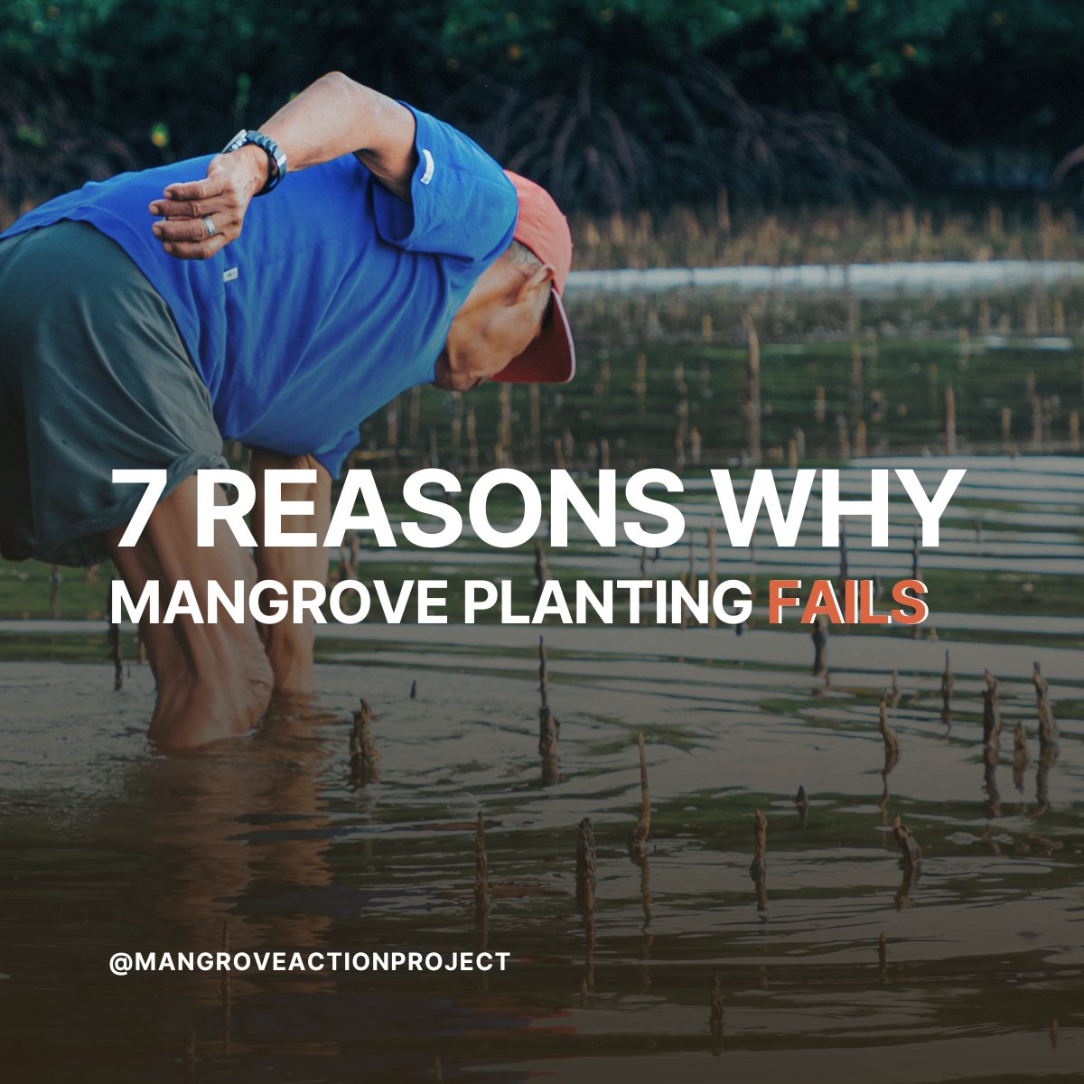 🌱 7 Reasons Why #Mangrove #Planting Fails 

🚫 WRONG AREA Planting in areas where socio-economic conditions are not right, as local communities may not support #conservation efforts or lack alternative livelihood options.