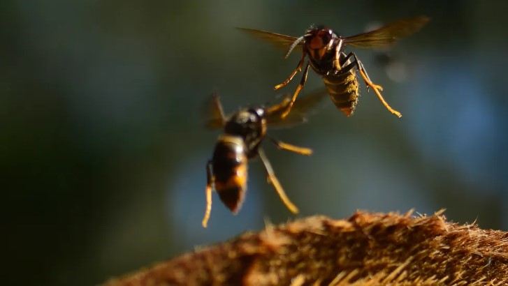 🐝 Featuring research by ESI/ @UniExeCEC's @TOSheaWheller on #AsianHornets.
bbc.com/future/article…