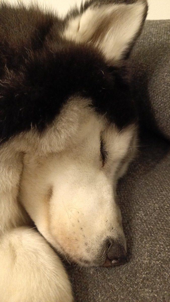 SamSaliby's tweet photo. @mariannehere Gn 😴 https://t.co/b1z1F2m1Vw