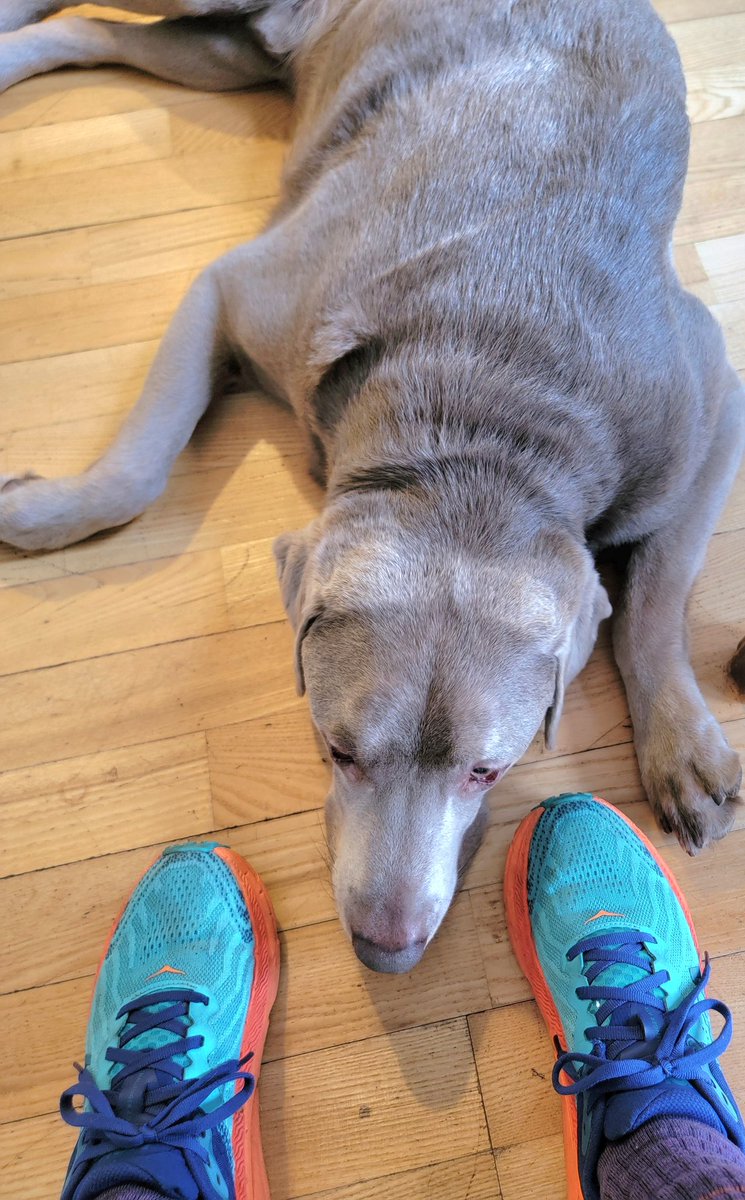 LindenmuthWendi's tweet image. Please keep Auggie in your thoughts and prayers. 
He has tick infection and isn't feeling well. 

Thank you. 🥰

#tickinfection #silverlab #dogs #healing #prayers
