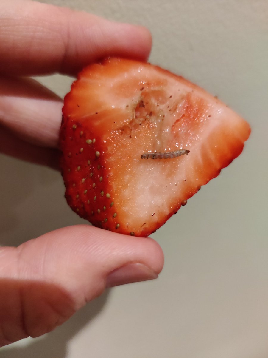 Oh dear <a href="/LidlGB/">@LidlGB</a>, a whole punnet of strawberries all squishy and this bad boy chilling out in one as well! #hungrycaterpillar