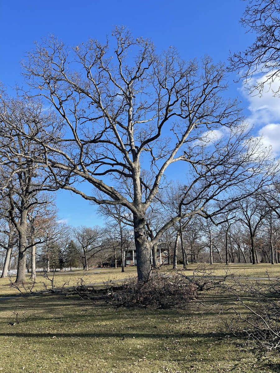 Cleaning up the canopy 🪚🌳